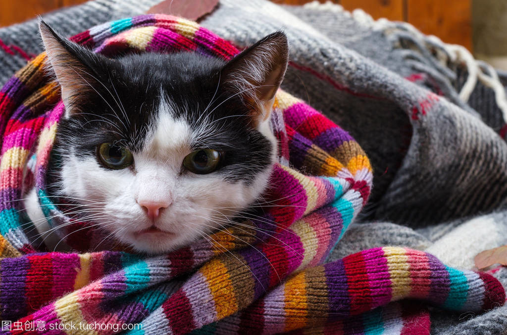 冬日的守护者 猫与围巾的温暖羁绊